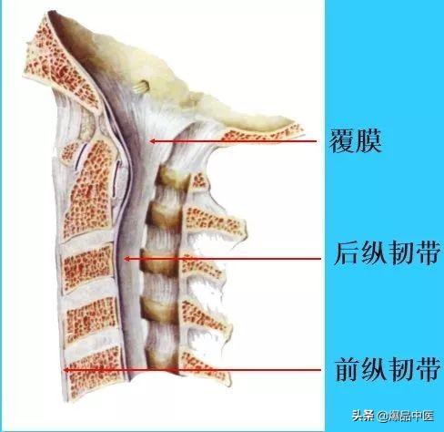 超实用脊椎解剖图解