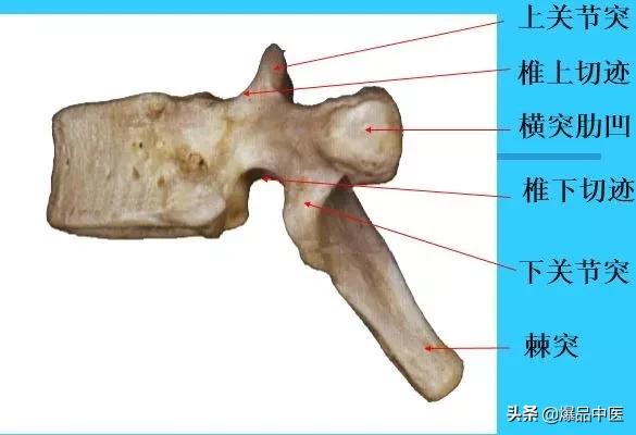 超实用脊椎解剖图解