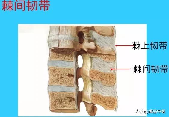 超实用脊椎解剖图解