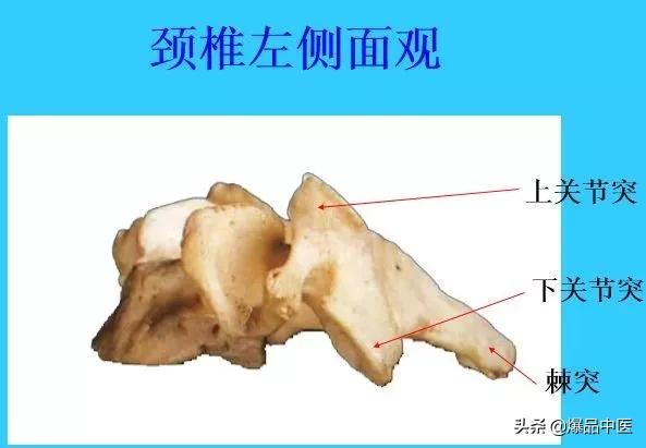 超实用脊椎解剖图解