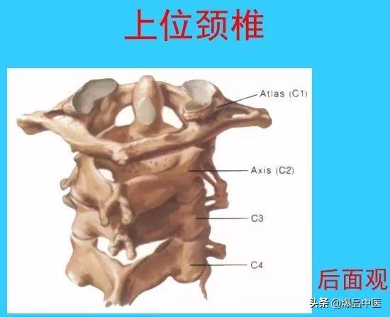 超实用脊椎解剖图解