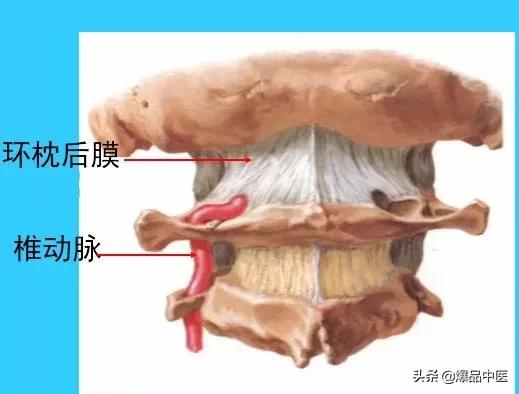 超实用脊椎解剖图解