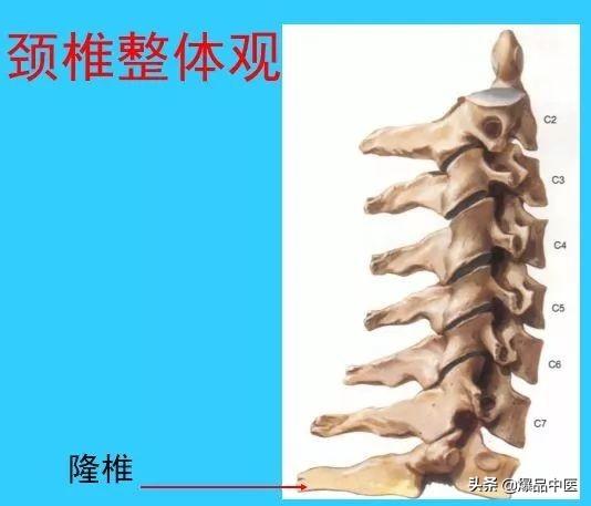 超实用脊椎解剖图解