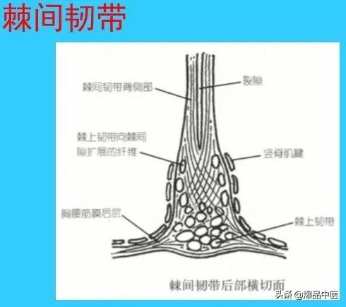 超实用脊椎解剖图解