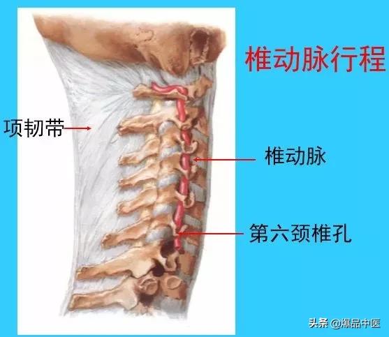 超实用脊椎解剖图解