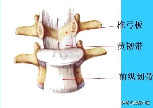 超实用脊椎解剖图解