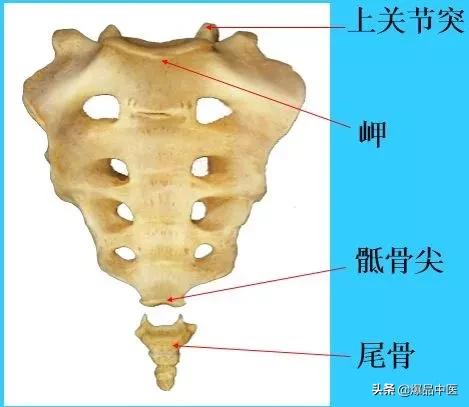 超实用脊椎解剖图解