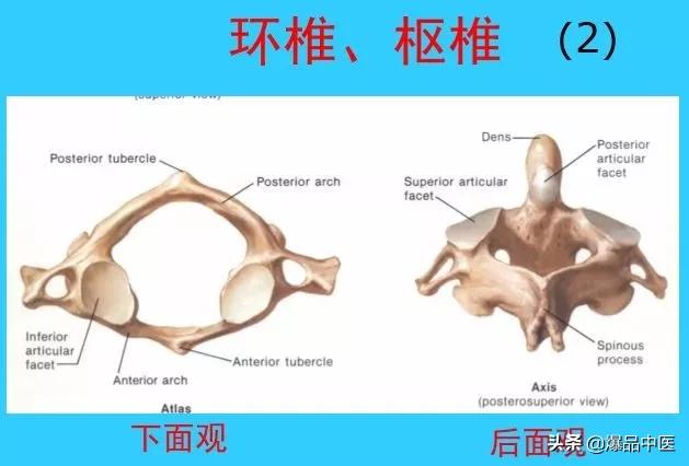 超实用脊椎解剖图解