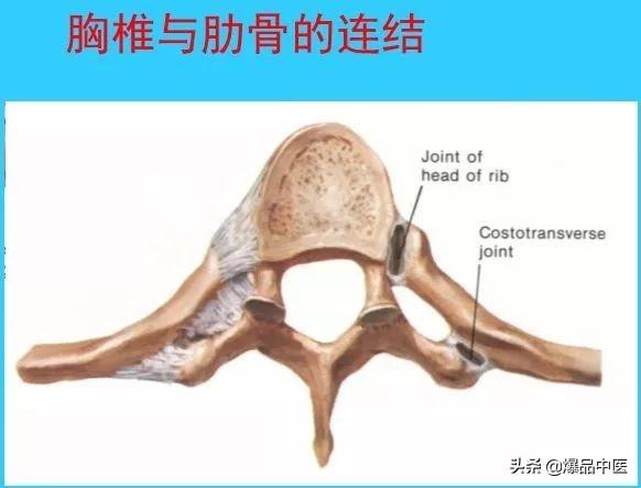 超实用脊椎解剖图解