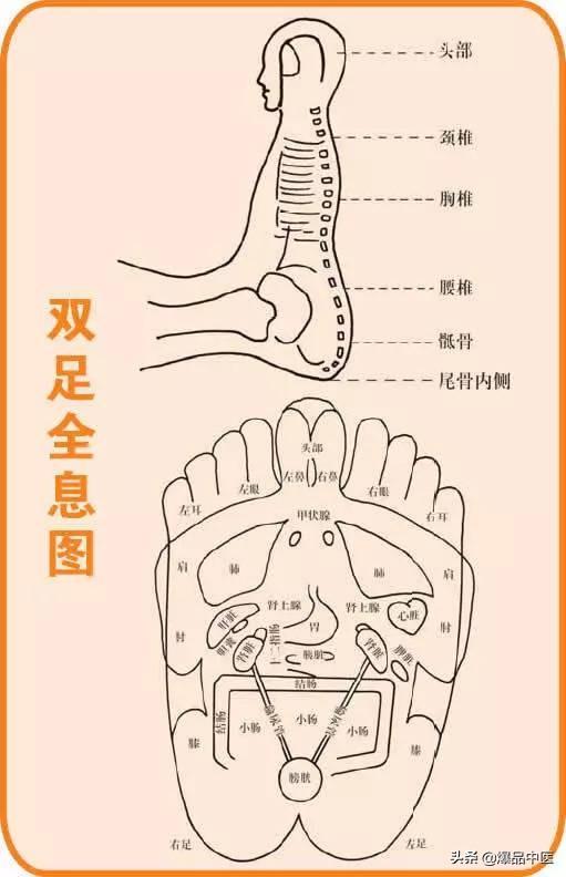 针灸的全息图谱