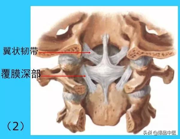 超实用脊椎解剖图解