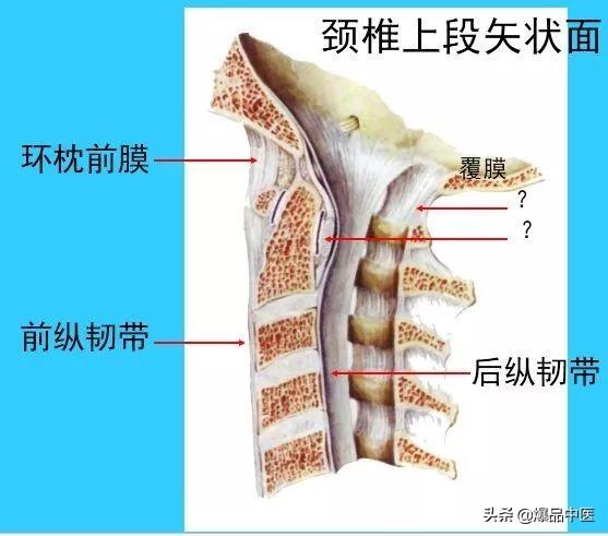 超实用脊椎解剖图解