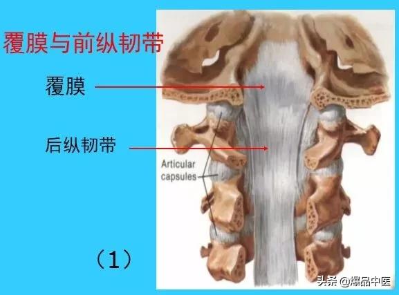 超实用脊椎解剖图解