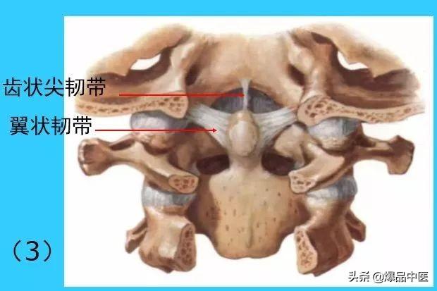 超实用脊椎解剖图解