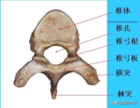 超实用脊椎解剖图解