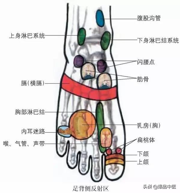 针灸的全息图谱