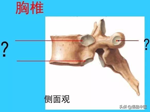 超实用脊椎解剖图解