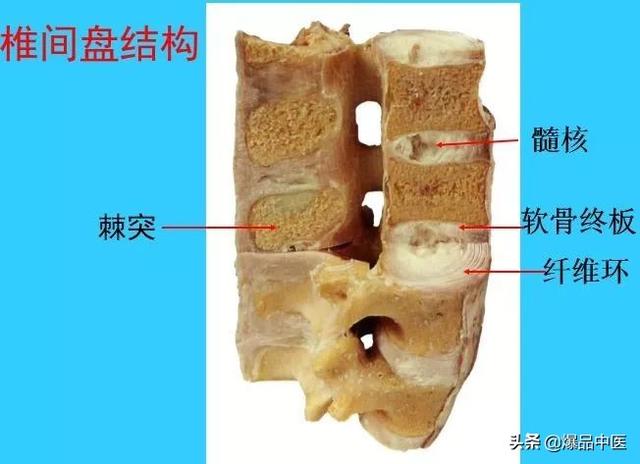 超实用脊椎解剖图解