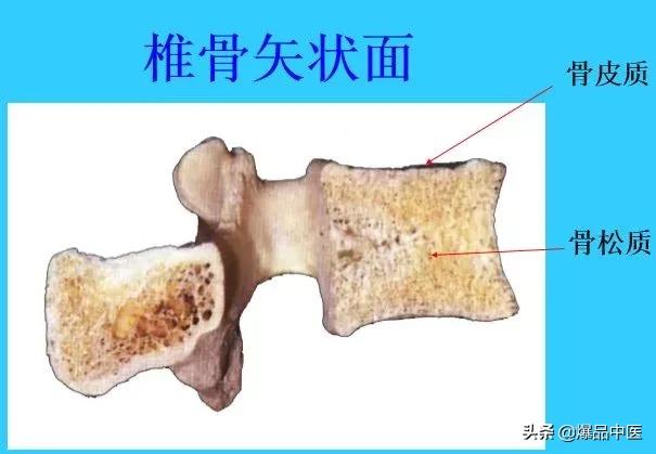 超实用脊椎解剖图解