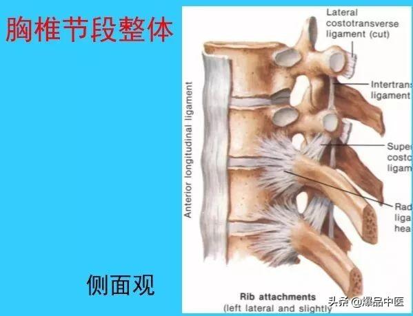 超实用脊椎解剖图解