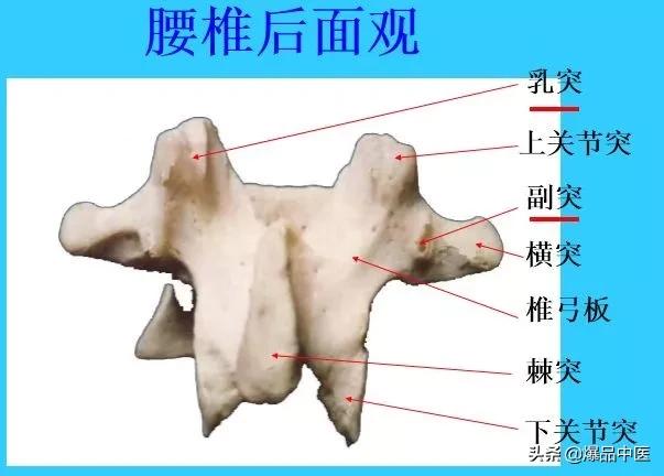 超实用脊椎解剖图解