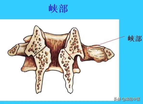 超实用脊椎解剖图解