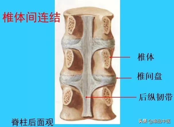 超实用脊椎解剖图解