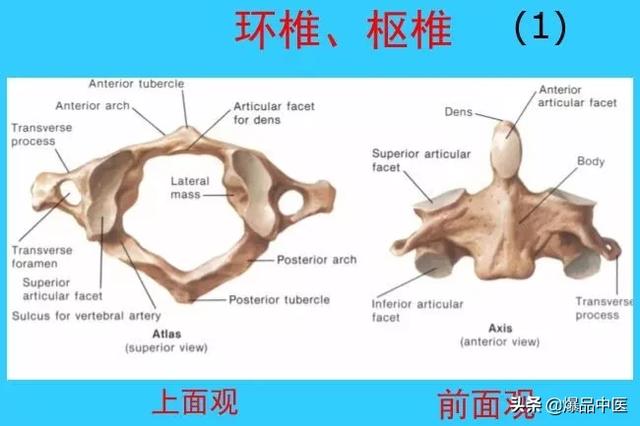 超实用脊椎解剖图解