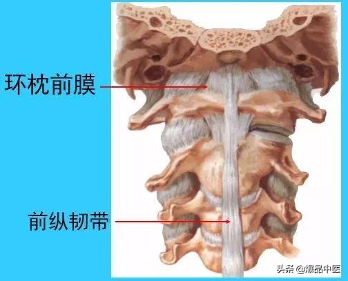 超实用脊椎解剖图解