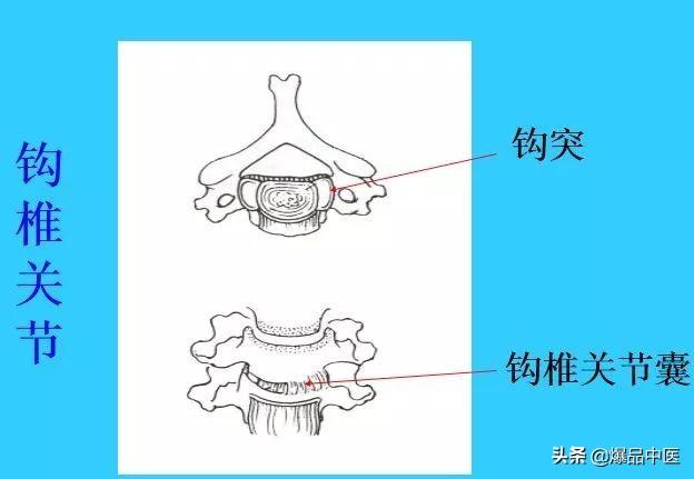 超实用脊椎解剖图解