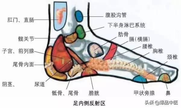 针灸的全息图谱