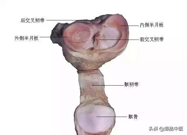 速记解剖歌诀——运动系统