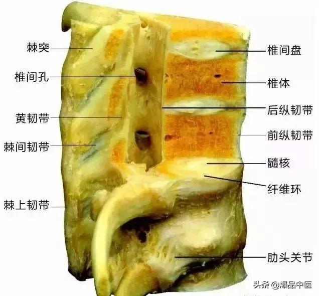 速记解剖歌诀——运动系统