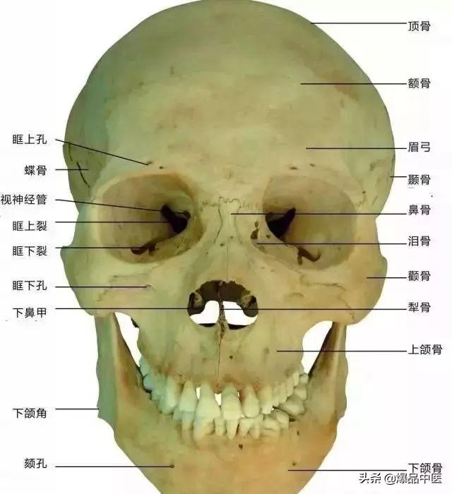 歧骨的位置图片