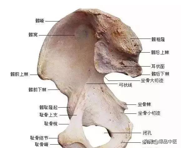 速记解剖歌诀——运动系统