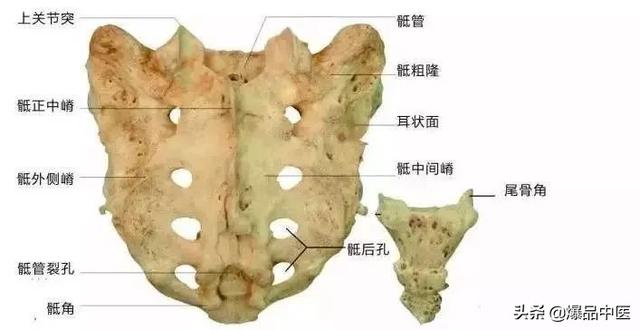 速记解剖歌诀——运动系统