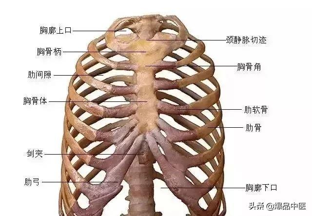 剑突下图片位置图片