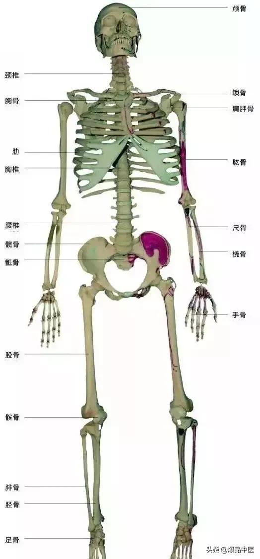 速记解剖歌诀——运动系统