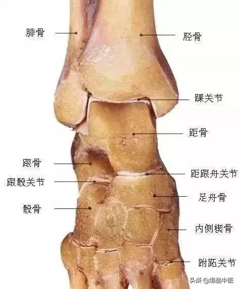 速记解剖歌诀——运动系统