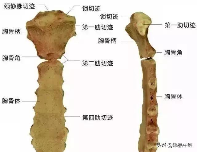 速记解剖歌诀——运动系统