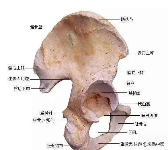 速记解剖歌诀——运动系统