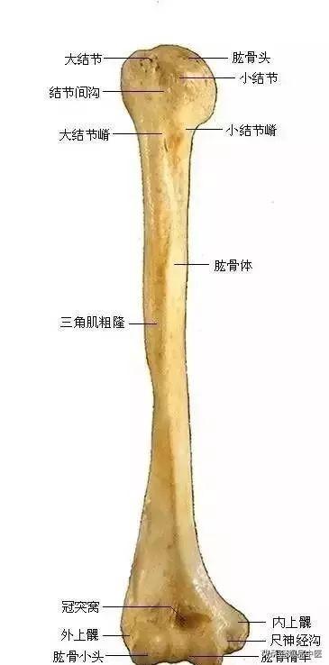 速记解剖歌诀——运动系统