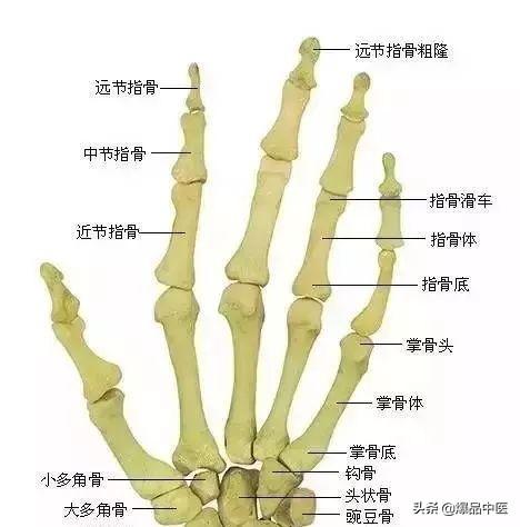 速记解剖歌诀——运动系统