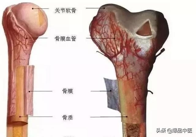 速记解剖歌诀——运动系统