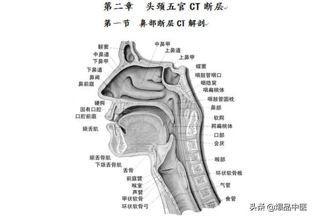 全身CT图谱