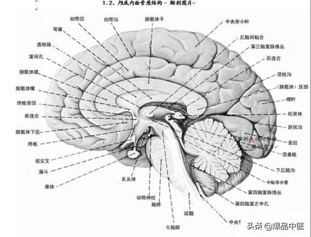 全身CT图谱