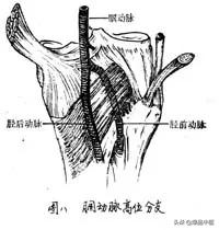 膝关节怎样触诊？