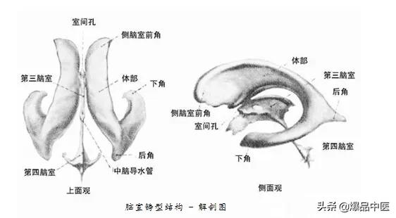 全身CT图谱