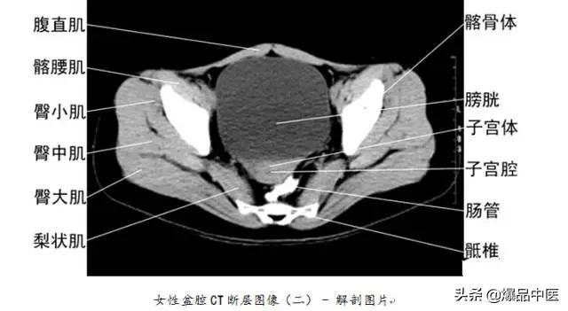 全身CT图谱