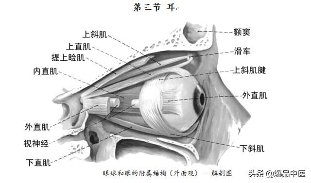 全身CT图谱